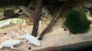 Feisty Frog Feeding by Distantgem 34 views 3 months ago 35 seconds
