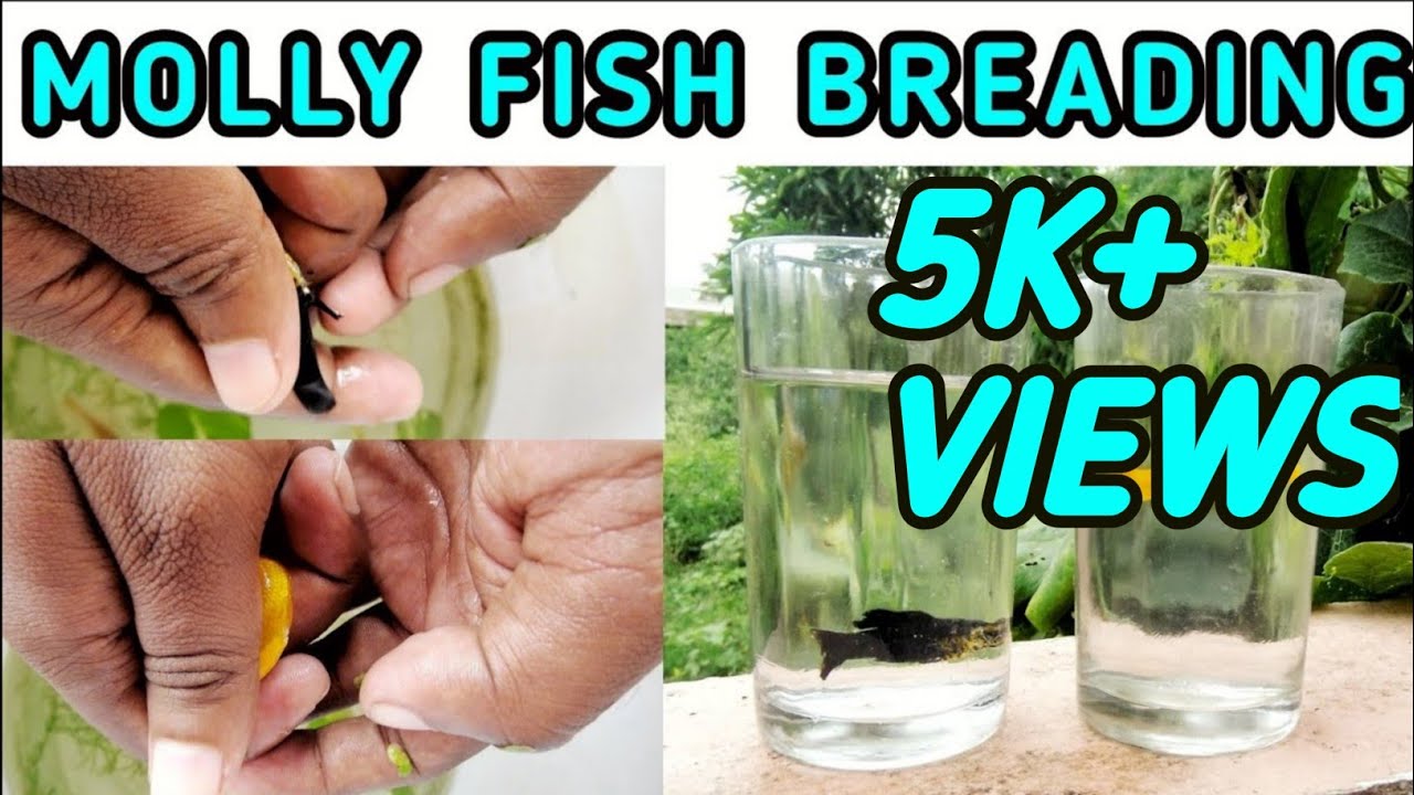 Molly fish breeding explained | Black molly breeding|Orange molly breeding in Tamil
