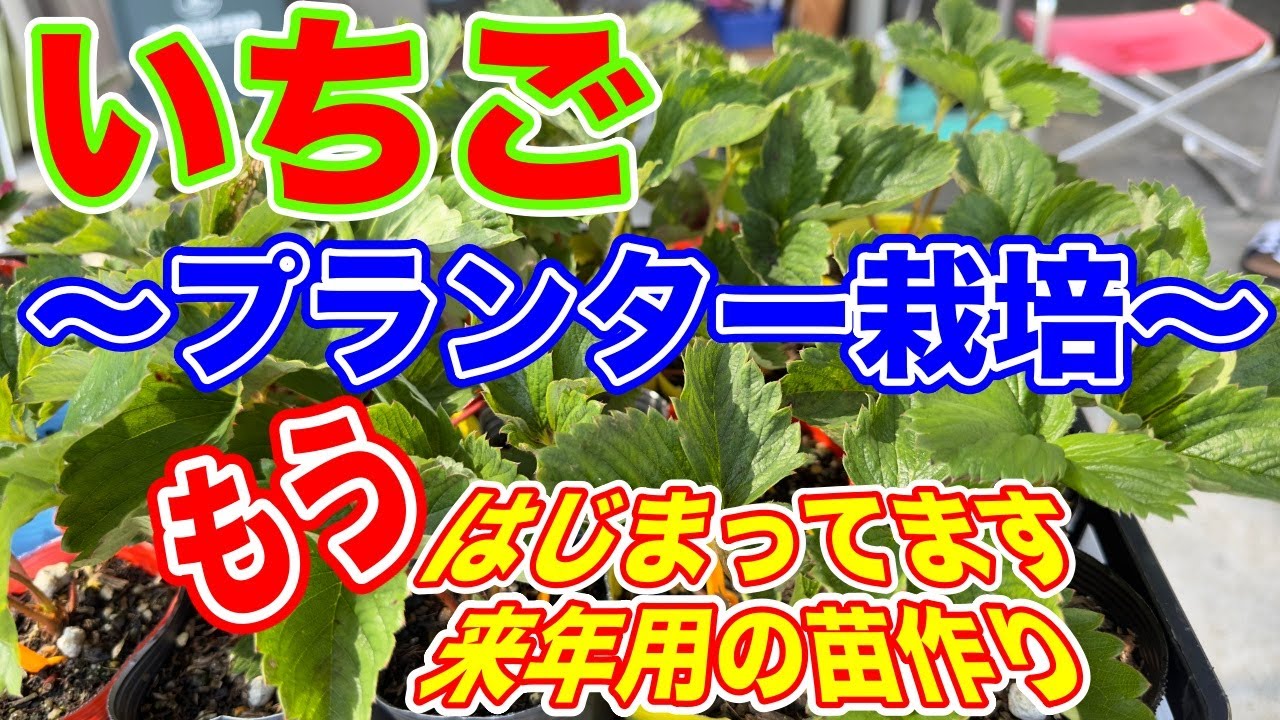 実はもう始まってます。来年用のイチゴ栽培。〜サラリーマンでも出来るいちご栽培シリーズ〜