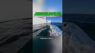 BigWaterGuy catches monster fish in the Bahamas! #viral #fishing 