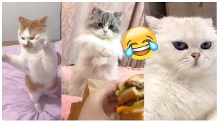 Top video funny cat in house | Best Funniest Animals Video 2024 #11