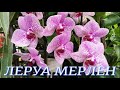 №248/ ДВА ЛЕРУА МЕРЛЕН в одном обзоре Свежие орхидеи и другие растения
