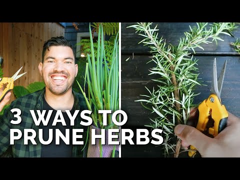 วีดีโอ: Woody Herb Pruning Guide: How To Prune Woody Herbs In The Garden