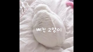 삐진 고양이 달래기