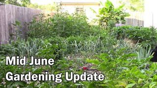 Mid June Gardening Update - Everything Is Growing Like Crazy