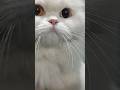Beauty 😍🤍 #cat #cute #beauty #viral #like #shorts #subscribe #reels #share #funny #trending #love
