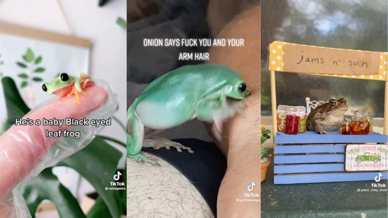 frog tiktoks because frogs are neat