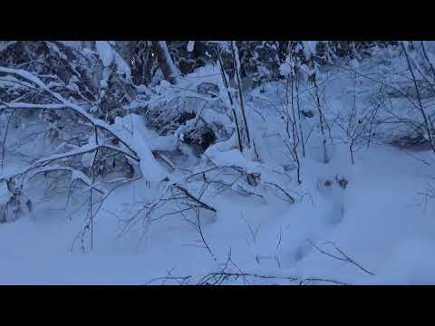 видео: Погоня за третьим волком. За волками часть 2.