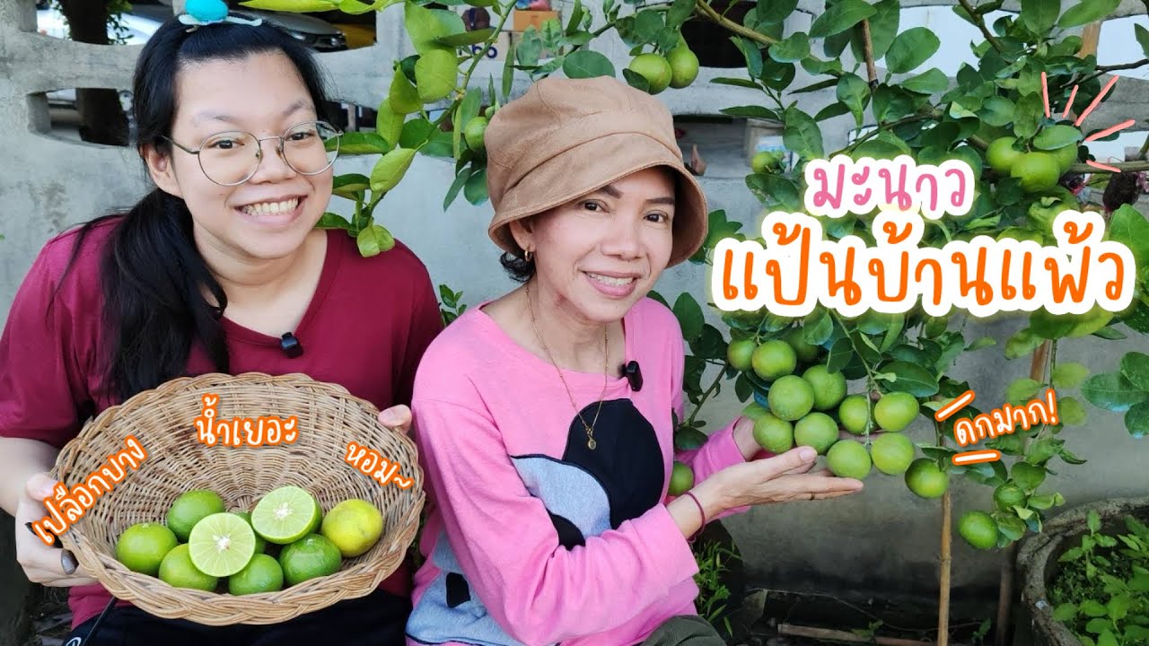 มะนาวแป้นบ้านแพ้ว เปลือกบาง น้ำเยอะ หอม~ ผลใหญ่ ติดดกมาก!