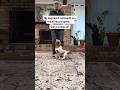My dog nails 9 commands in a row at record speed 🔥 Can you keep up? #dogtraining #dogobedience