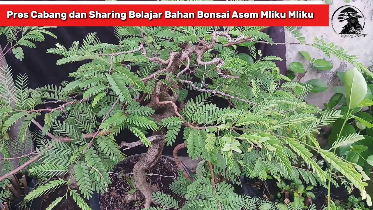Pres cabang dan Sharing belajar bahan bonsai asem mliku mliku