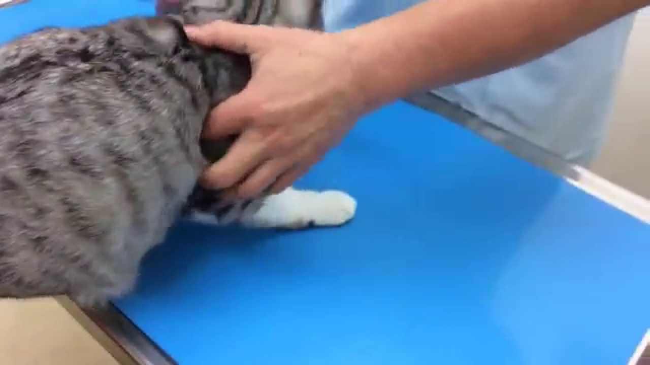 猫の耳 皮膚炎 Ear dermatitis of the cat 2015.2.6 YouTube