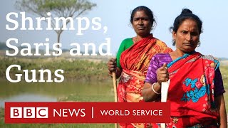 Shrimps, saris and guns - BBC World Service