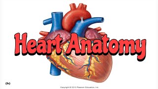 Heart Anatomy & Blood Flow | Heart Model