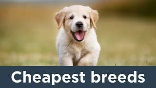 Escape the High Costs: Top 10 Cheapest Dogs by Love For Animals 6 views 5 months ago 10 minutes, 16 seconds