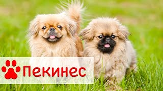 Пекинес | Порода собак Пекинес | Все о породе