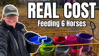 What I Feed My 6 Horses in a Day (Exact Amounts + REAL Cost Breakdown)
