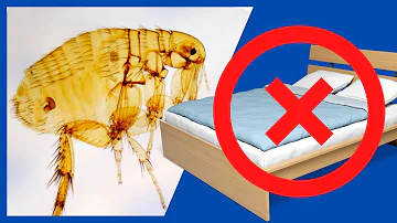 ¿Cómo alejar las pulgas por la noche?