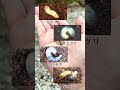 【感動】幼虫を食べてみた結果… #Shorts
