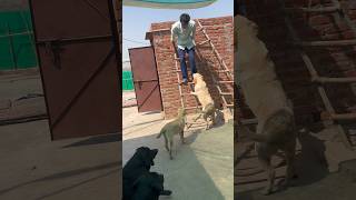 Mere piche bhaag aye😂 #ashishgautamvlogs #ashishgautam #trend #shorts #viral #youtube