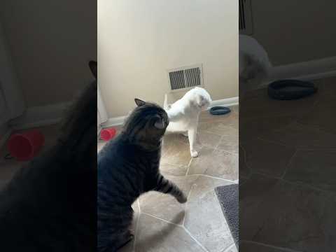 Cats battling in the bathroom: Volume Two. #cat #cats #catshorts #catsofyoutube #catfight #catbattle