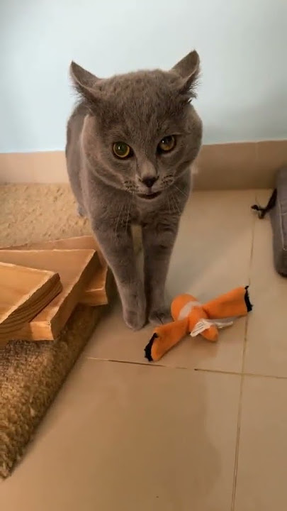 Alugalug Cat 2.0
