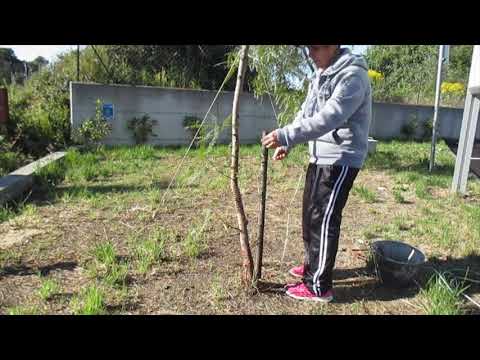 Video: Correggere un albero pendente: come raddrizzare un albero