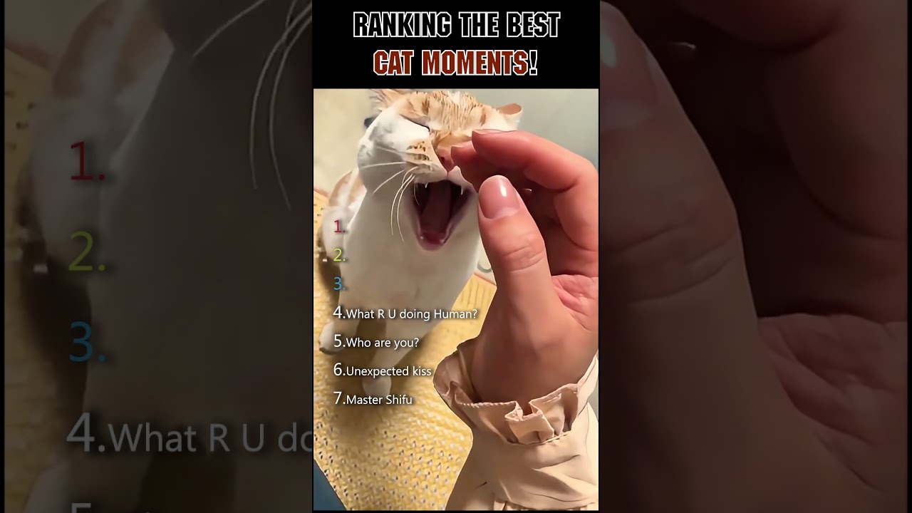 FUNNY CAT MOMENTS