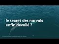 Les narvals ontils livr leur secret   franceinfo