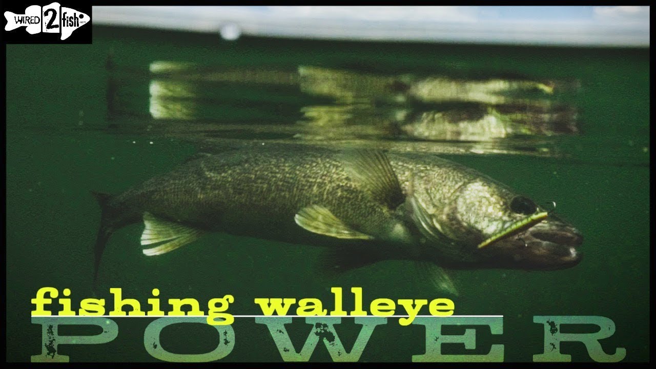 How to Catch Walleye  Best Walleye Fishing Tips - Wired2Fish