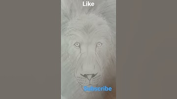 lion sketch very easy