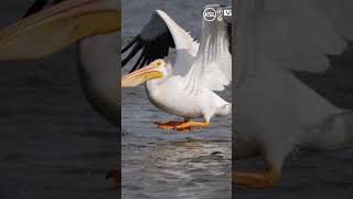 Pelicans return to Hat Island on the Great Salt Lake after nearly 80 years