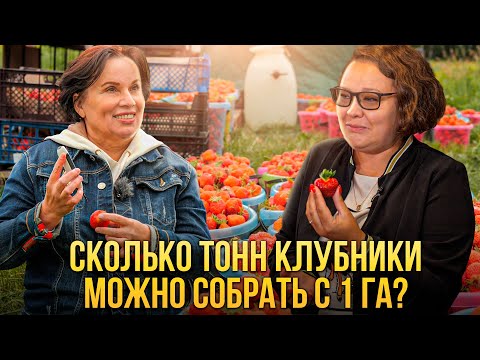 Сколько тонн клубники можно собрать с 1 га?