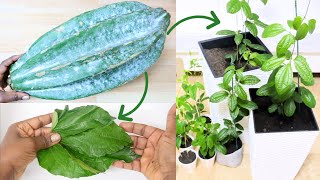 UGU Giant Seed Into Plant Into Leaffy Vegetable