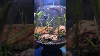 Beautiful Jar Of Fishes #shortvideo #youtubeshorts #fish #aquariumfish #glassfish