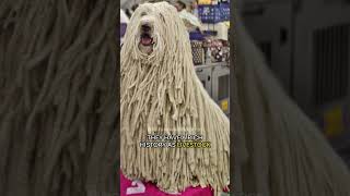 The Komondor | Hungary's Corded Guardian