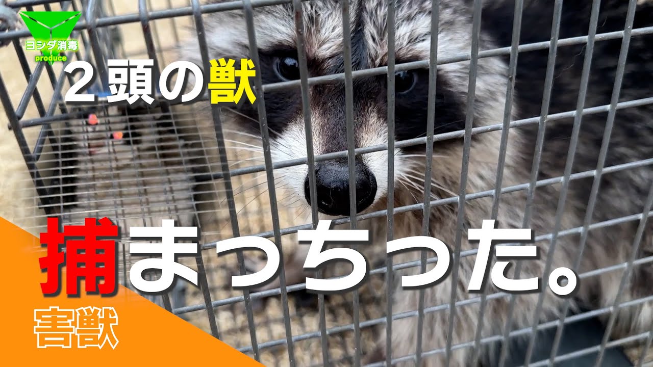 あらいぐま YouTube