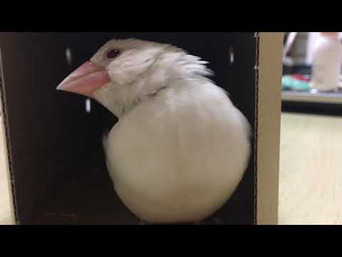 【CUTE】Java sparrow Fledgling