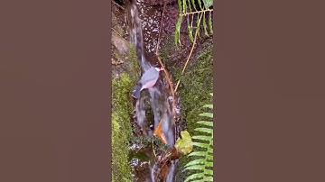 Java Sparrows in “rainforest” at Danish National Aquarium @DenBlaaPlanet #bird #birds #aviary