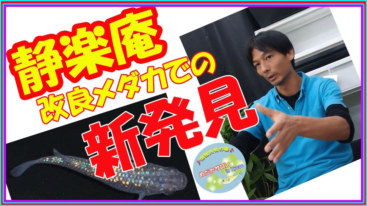 静楽庵 「改良メダカでの新発見」