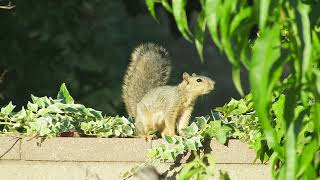 Squirrel running Back & Forth like Doodle!? screenshot 5