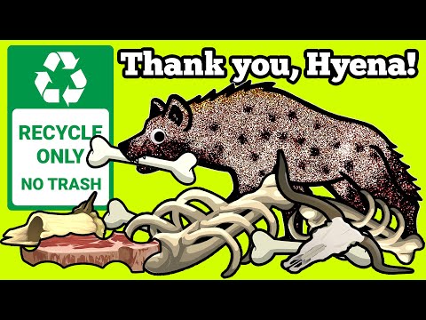 Video: Kas Yra Hyanas - Alternatyvus Vaizdas