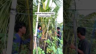 Nanam Kelapa Terlalu Mepet Bates