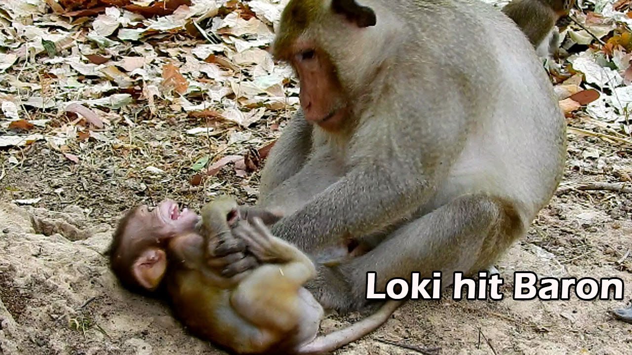 King dad Loki hit and slap baby Baron, Loki angry baby Baron that always disturb his silent time