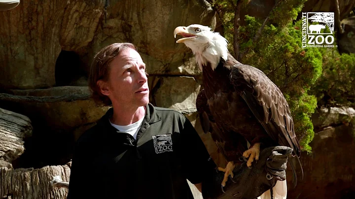 Thane Maynard's Story Safari - Sam the Bald Eagle - Cincinnati Zoo (New)