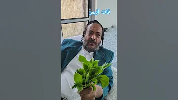 قات اليمن يهود يهودي اسرائيل 