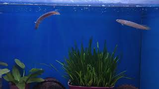 New Fish in the Hobby | Senegal Bichir