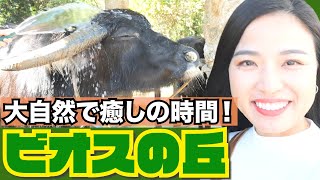 【うるま市/沖縄】ビオスの丘の大自然で癒しの時間を満喫！