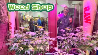 Weed Shop Prague 💚💨 Legal Cannabis Coffee Shop 🇨🇿 Greenhouse Praha