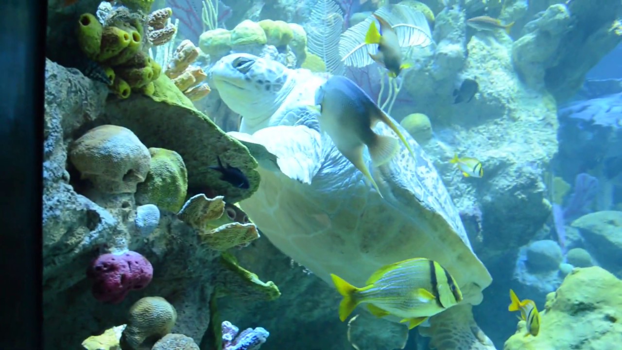201311 Boston Aquarium YouTube